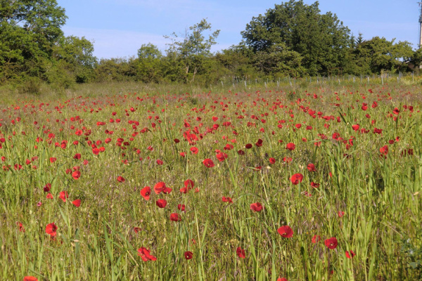 Coquelicot - Beaujolais - Cogny - Buis Chardonnet