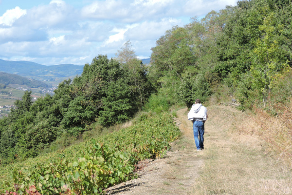 Randonnées pédestres Beaujolais Buis du Chardonnet