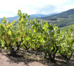 Vigne Beaujolais Buis Du Chardonnet