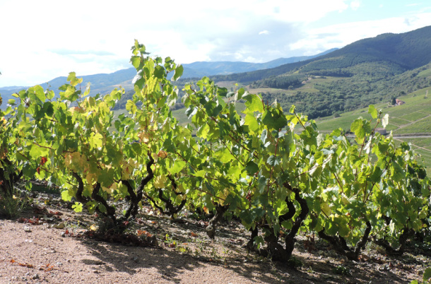 Vigne Beaujolais Buis du Chardonnet