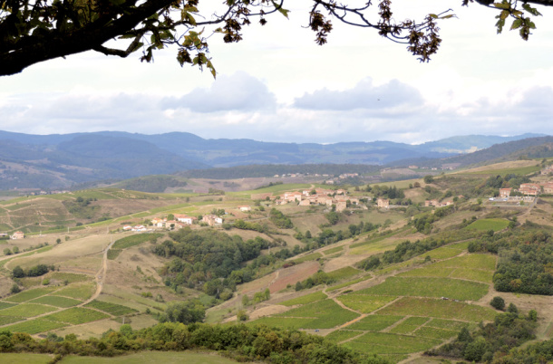 Oingt Beaujolais Buis du Chardonnet