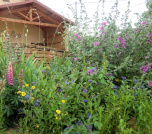 Les Buis Du Chardonnet - Gite - Cogny - Fleurs