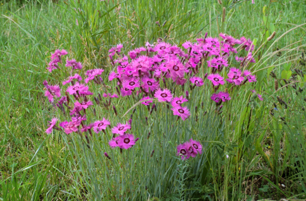 Les Buis du Chardonnet - Gite - Cogny - Oeillets