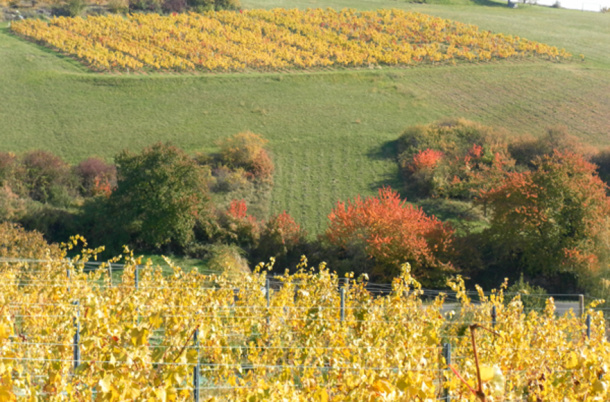 Parcelle Chardonnay Cogny